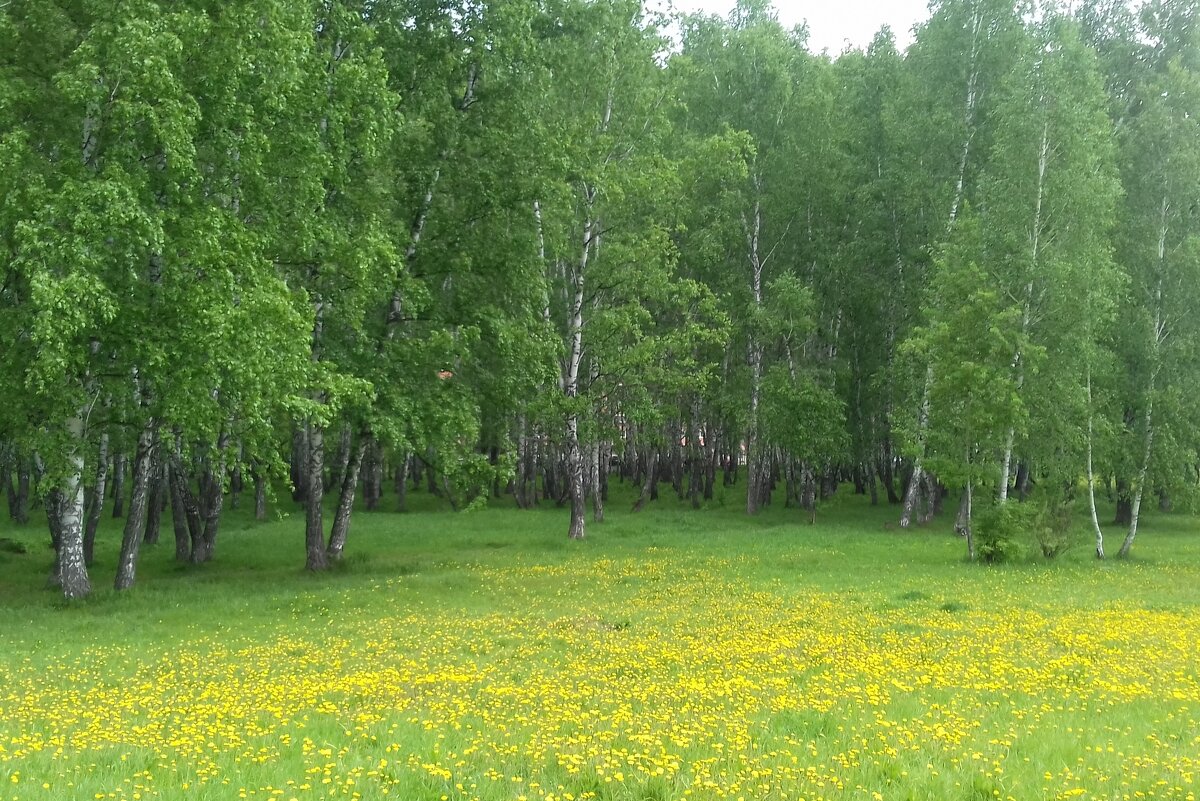 На солнечной поляночке . - Мила Бовкун