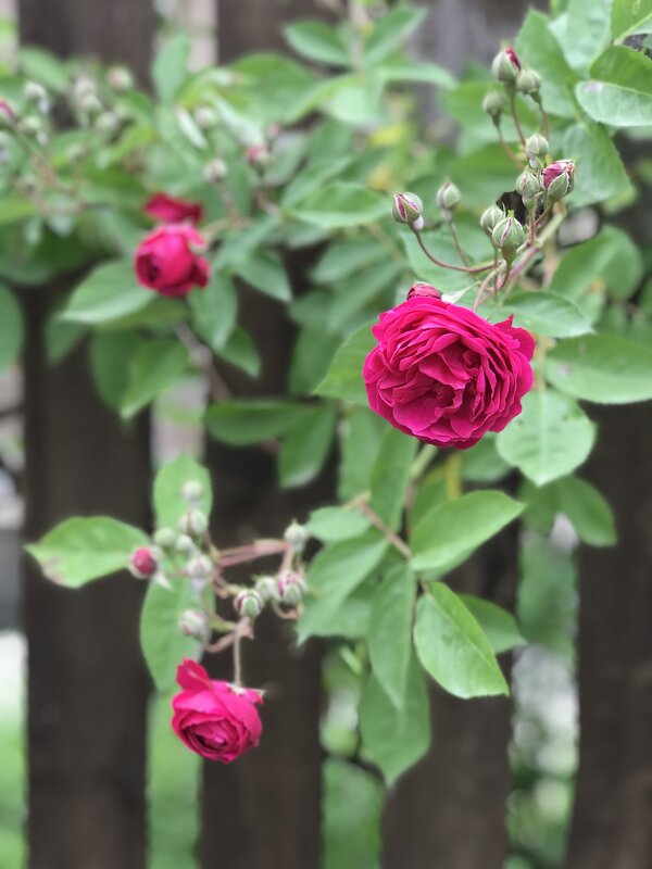 Розы - Любовь 