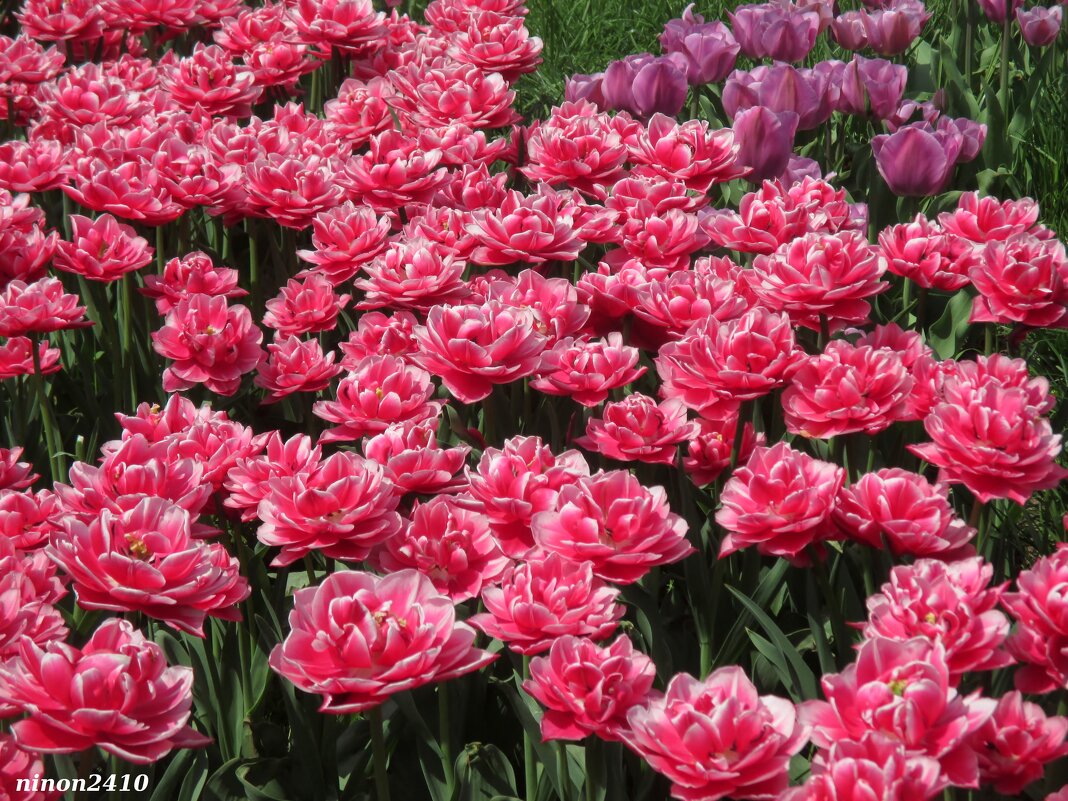 Тюльпаны махровые - Нина Бутко