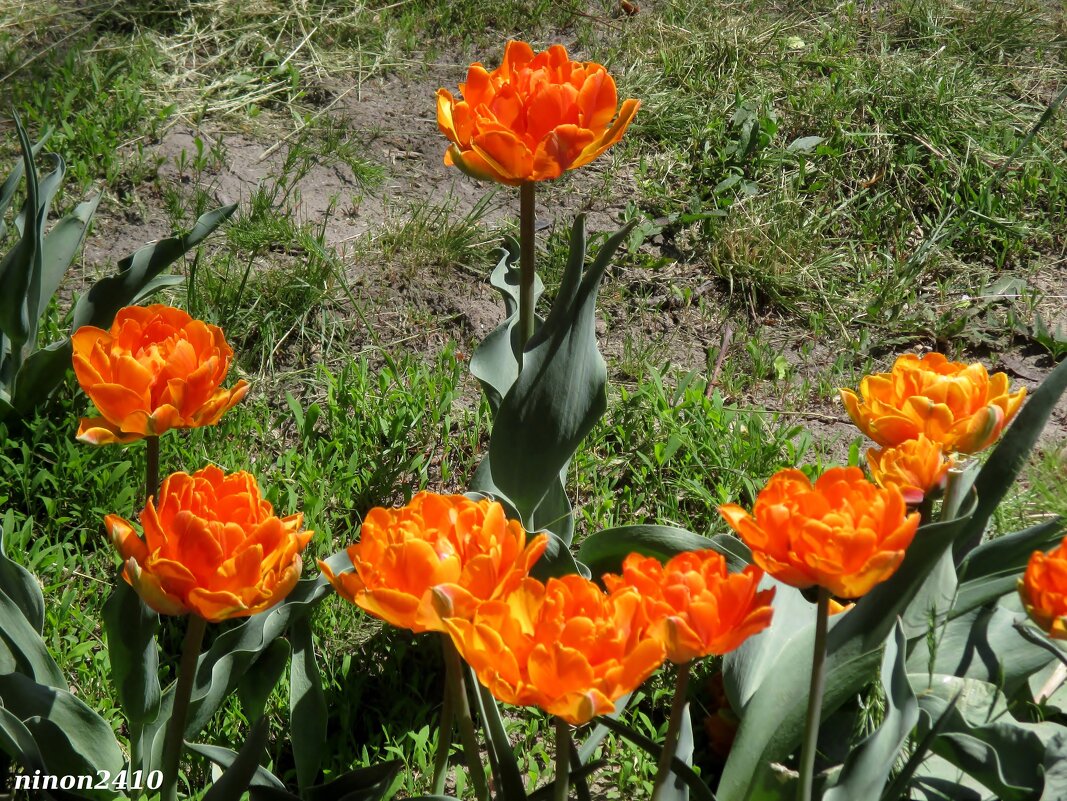Тюльпаны - Нина Бутко