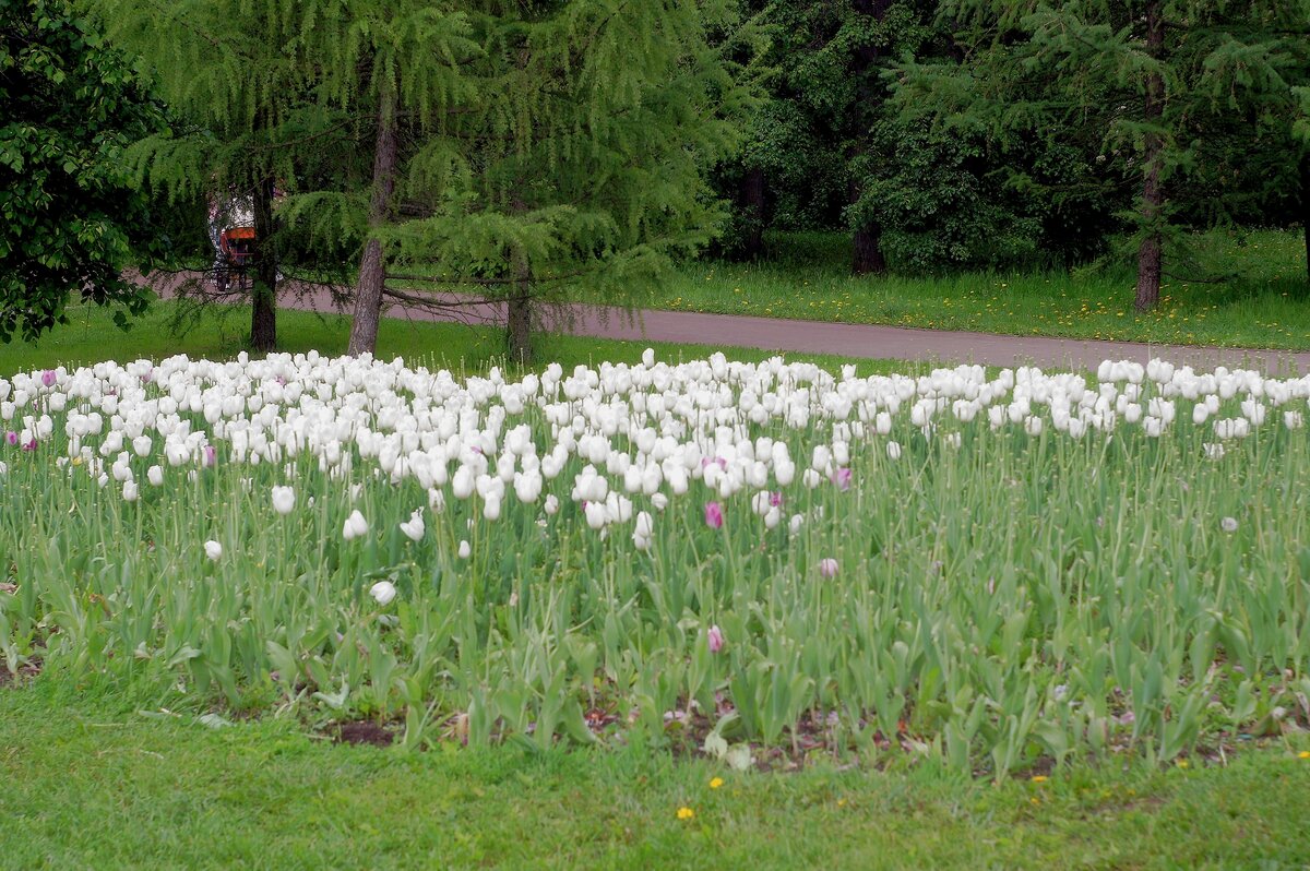 Белые тюльпаны - Леонид leo
