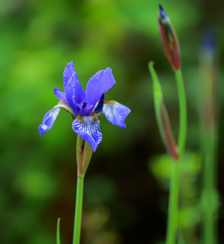 iris - Zinovi Seniak