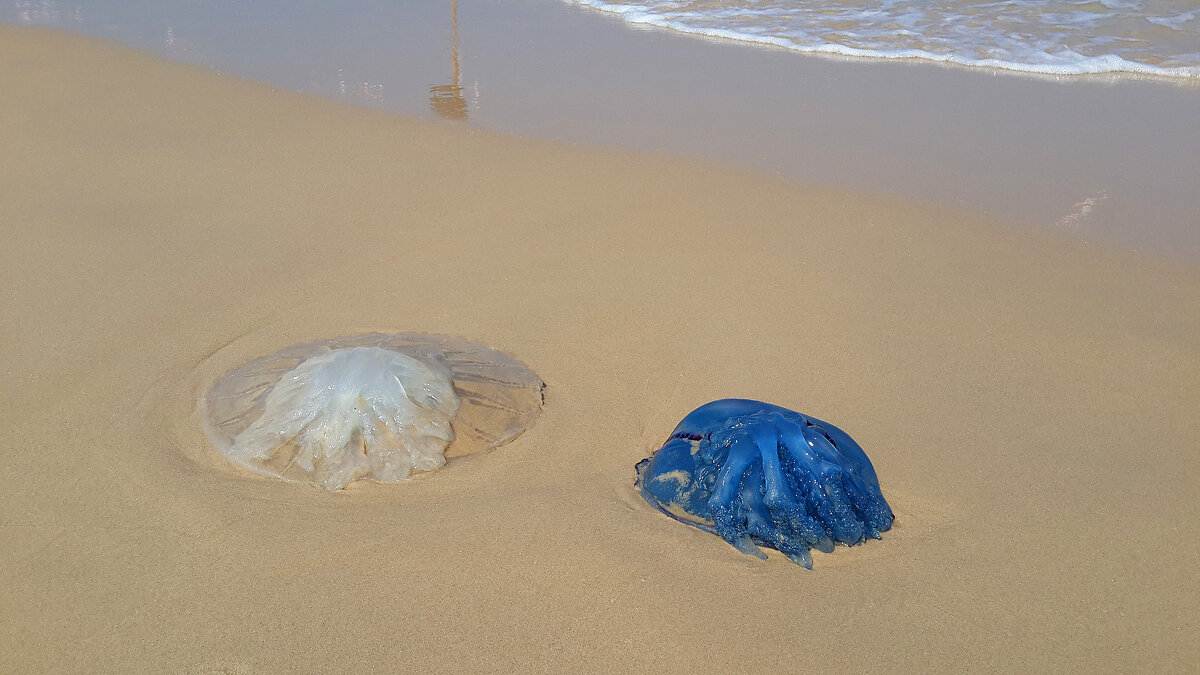 Такие разные медузы на берегу моря! - Светлана Хращевская