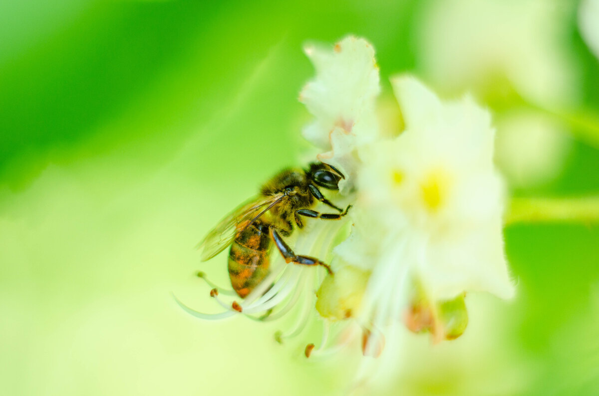 пчела на каштане - Александр Леонов