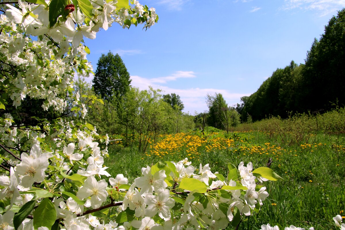Один раз в год сады цветут... - владимир тимошенко 