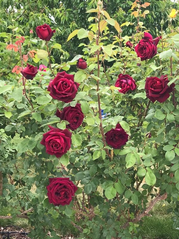 Розы - minchanka 