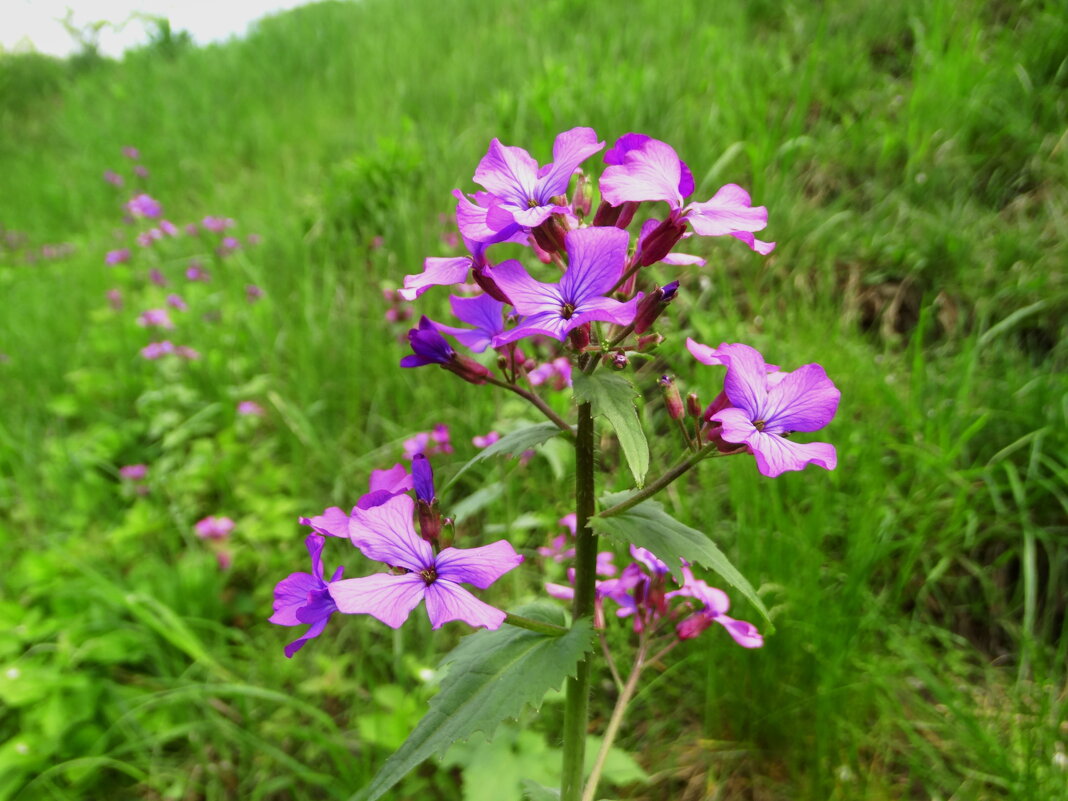 Лу́нник ожива́ющий, или Лу́нник многоле́тний (лат. Lunaria rediviva) - ivan 