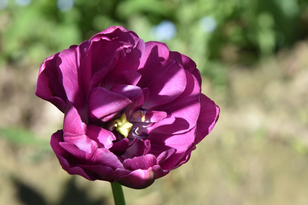 лохматый тюльпан - vg154 