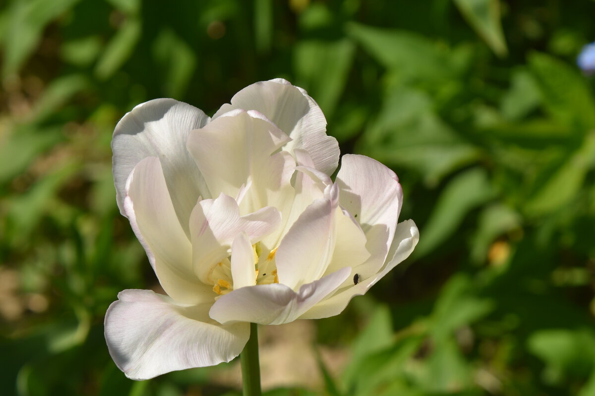 белый тюльпан - vg154 