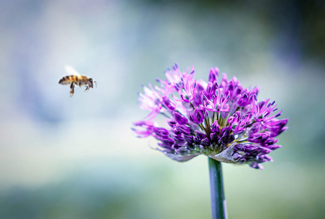 Bee - Роман Самарский