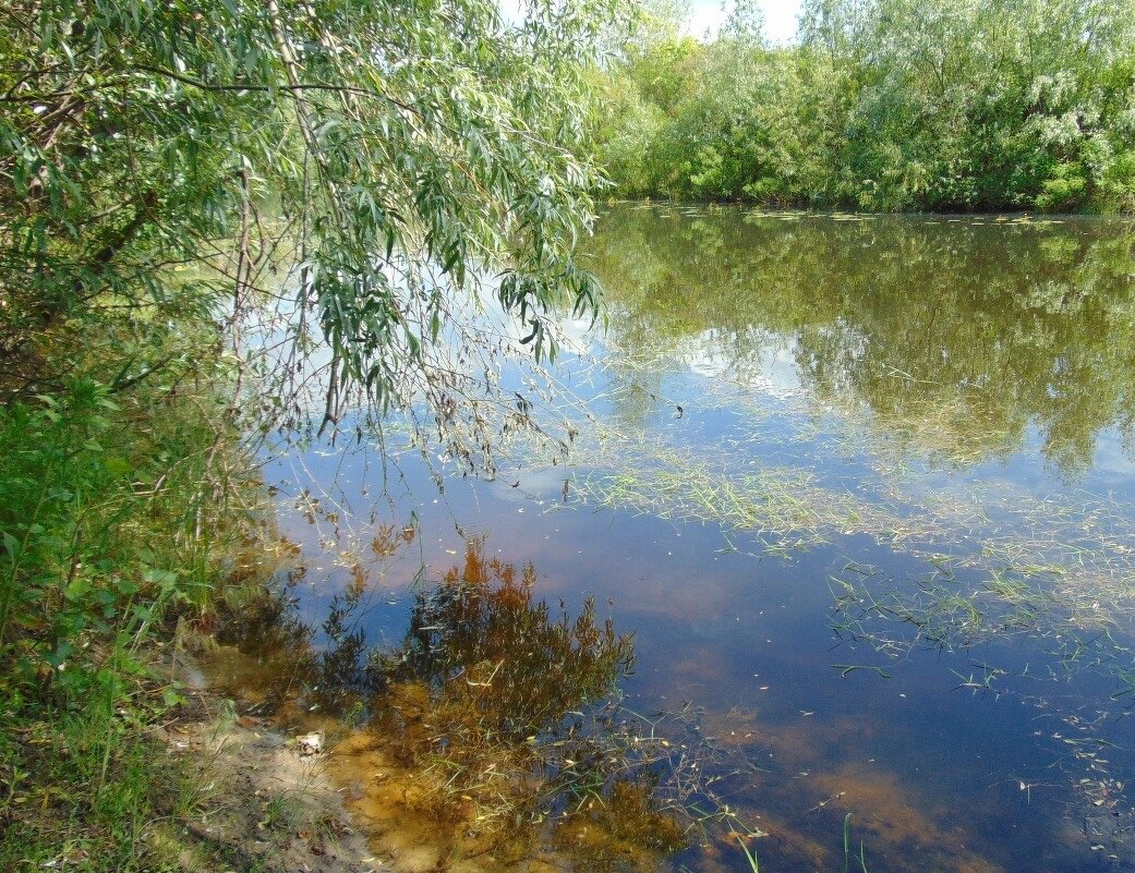 На затоке реки Десна - Александр Скамо