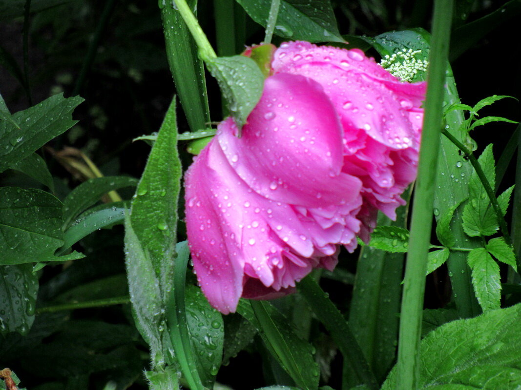 Розовый пион во время дождя - Александр Чеботарь