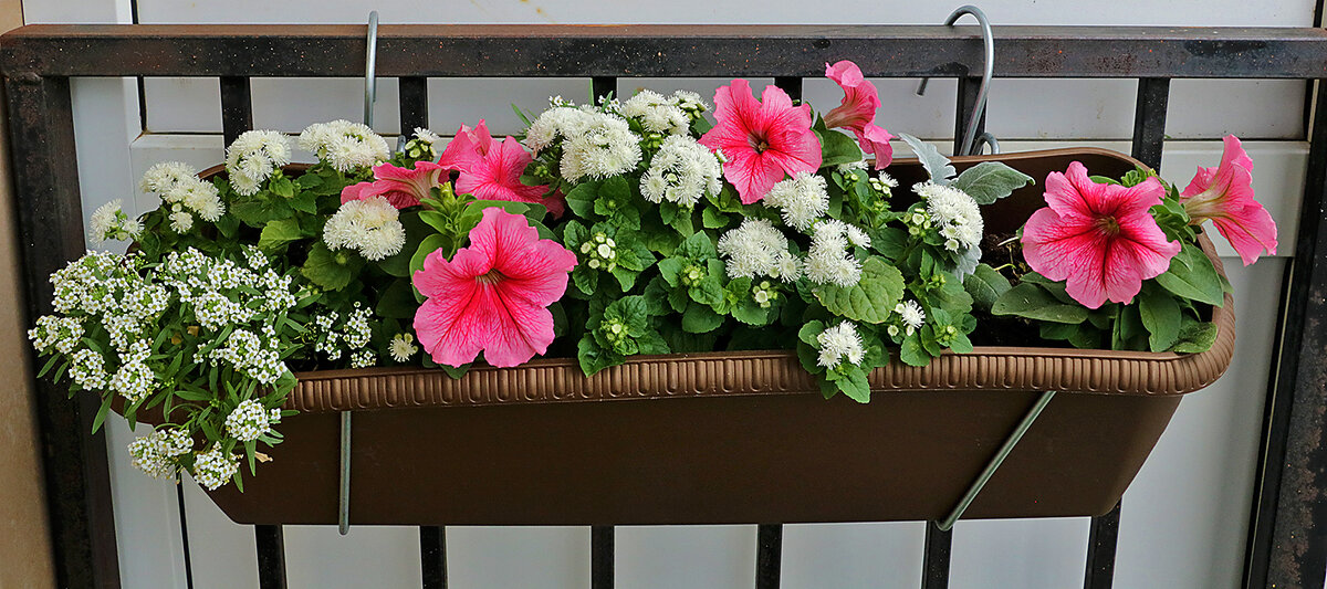 Цветы на балконе - Светлана 