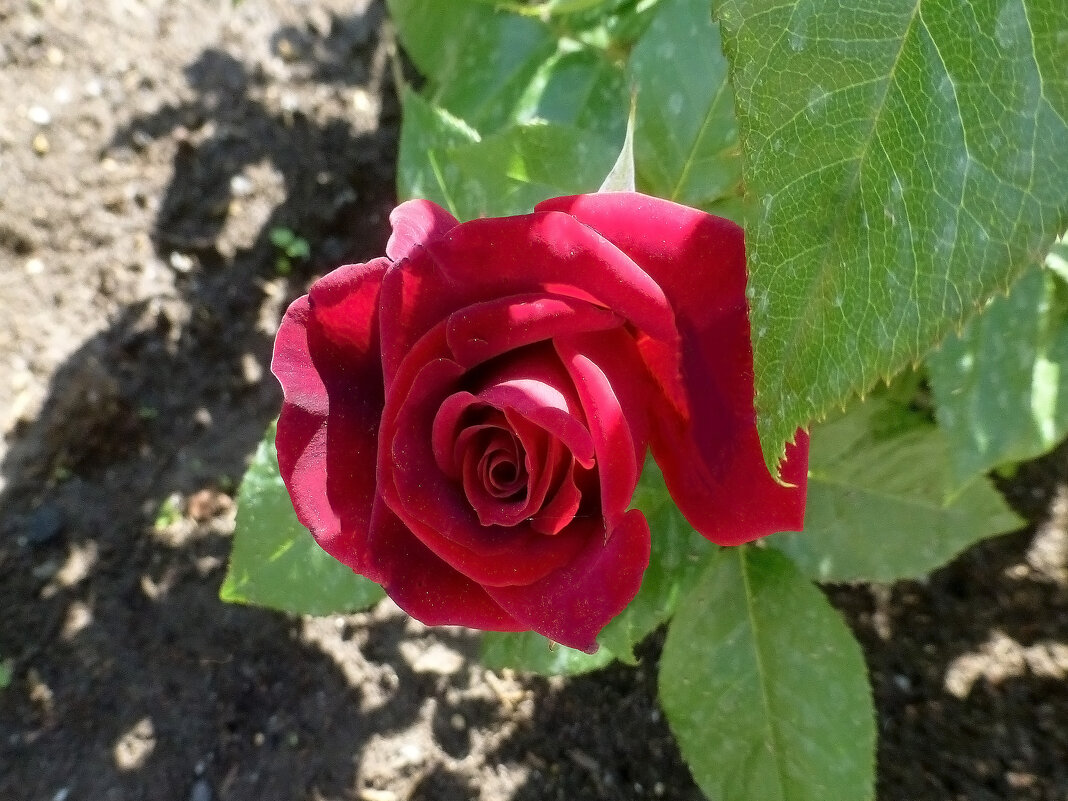 Первые розы - Наиля 