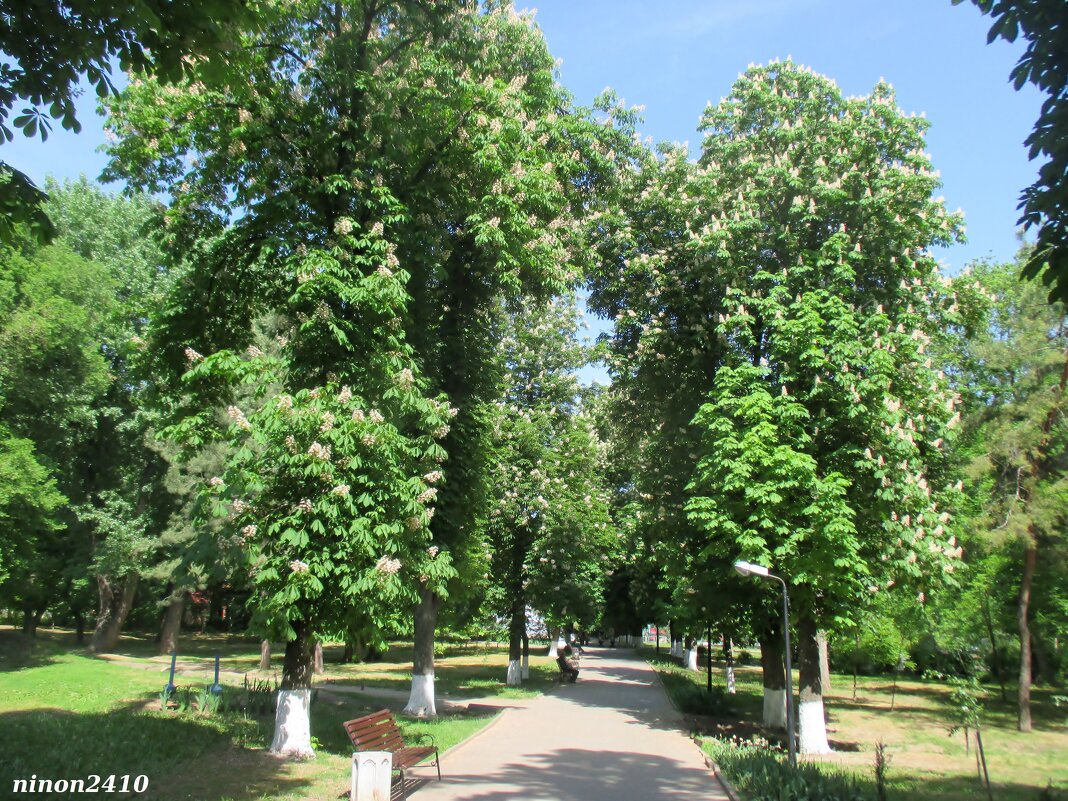 Май в парке Октября - Нина Бутко