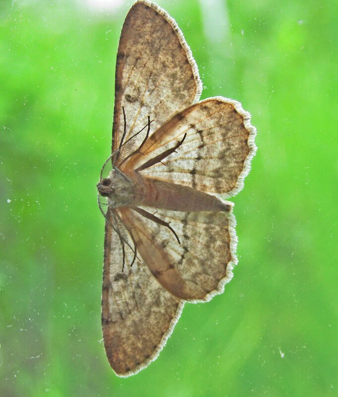 Бабочка - Лариса 
