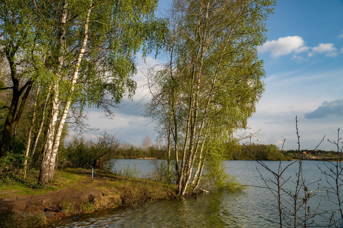 С берёзой на краю - Николай Гирш