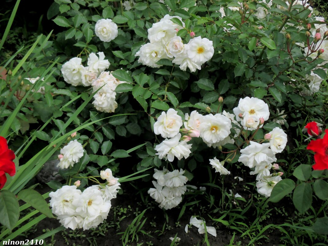 Белые розы - Нина Бутко