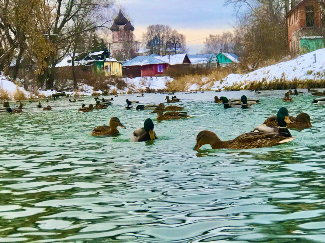 Утки плавали в реке - Григорий Лыжин