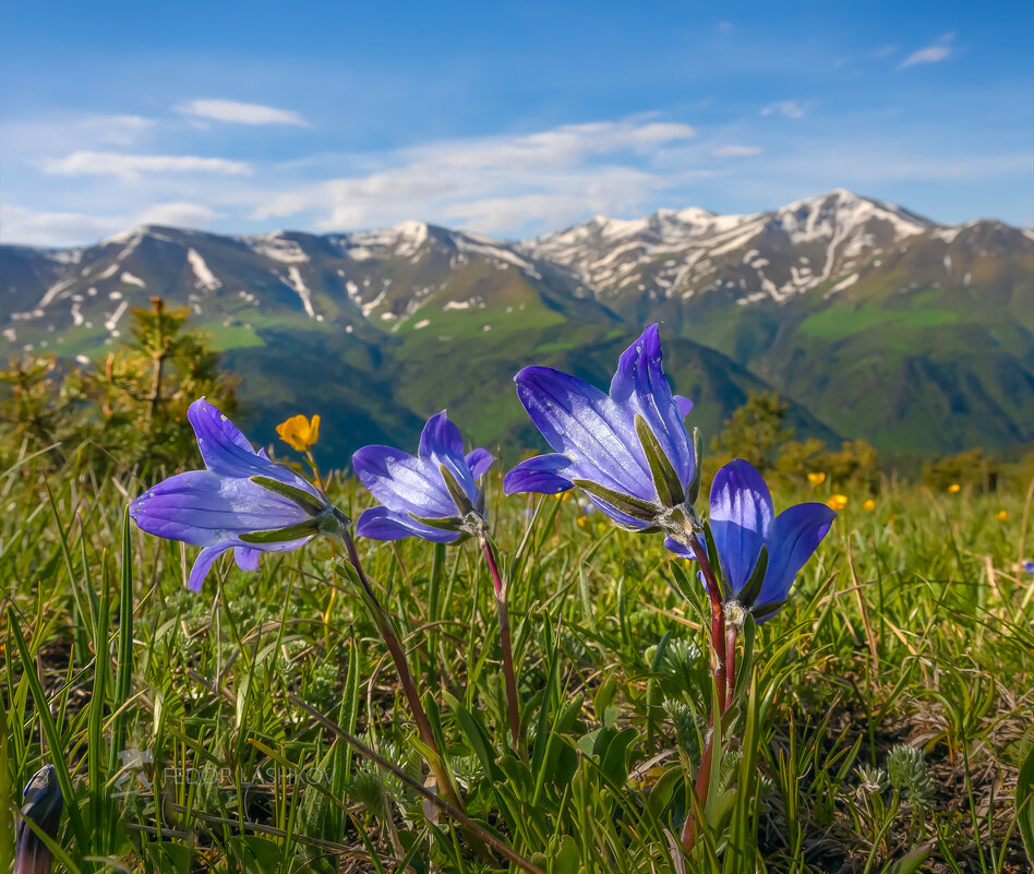 Весна в горах - Фёдор. Лашков