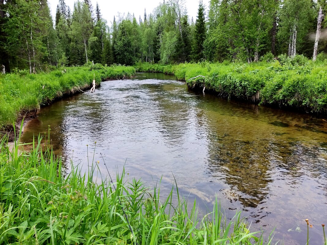 чистые воды северной речки - vg154 