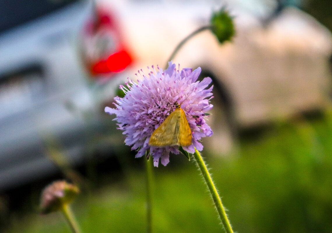 цветок с бабочкой у дороги - Денис Геранькин