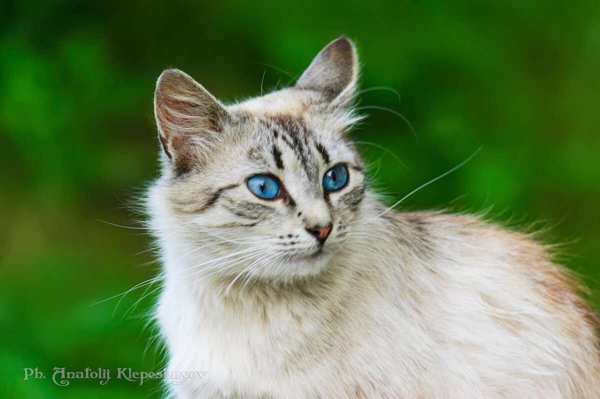 Портрет сиамского кота с голубыми глазами - Анатолий Клепешнёв