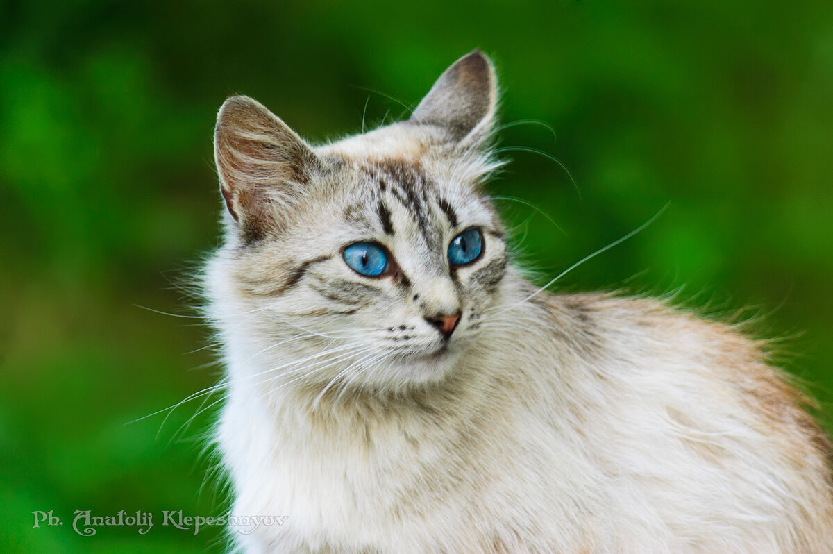 Фото Сиамского Кота С Голубыми