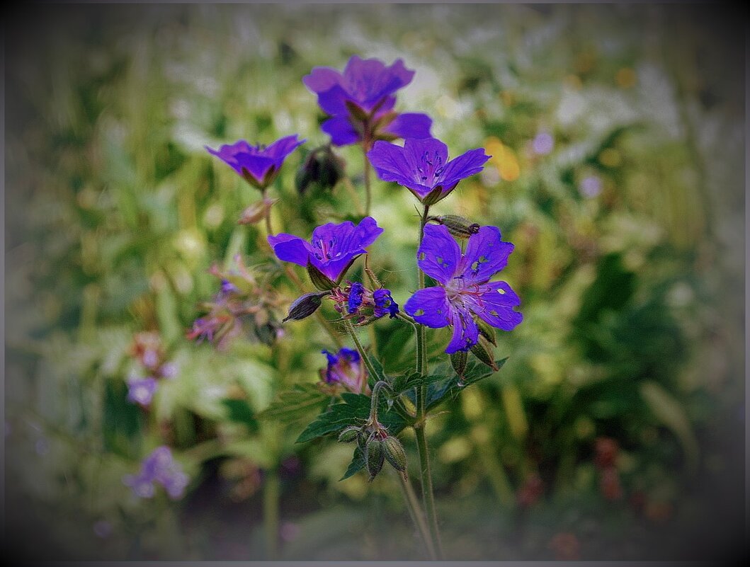 Полевые цветы - Ольга (crim41evp)