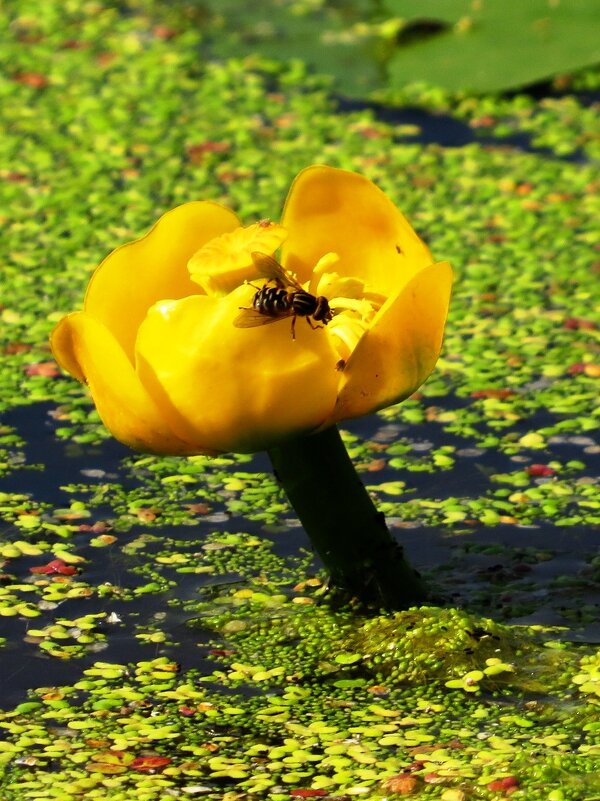 Жёлтая кубышка с насекомым - Андрей Снегерёв