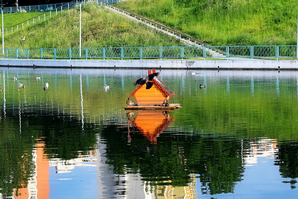 В гости к уткам. - Татьяна Помогалова