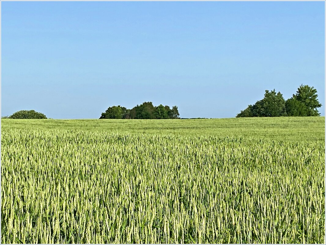 Пшеничное поле. - Валерия Комова