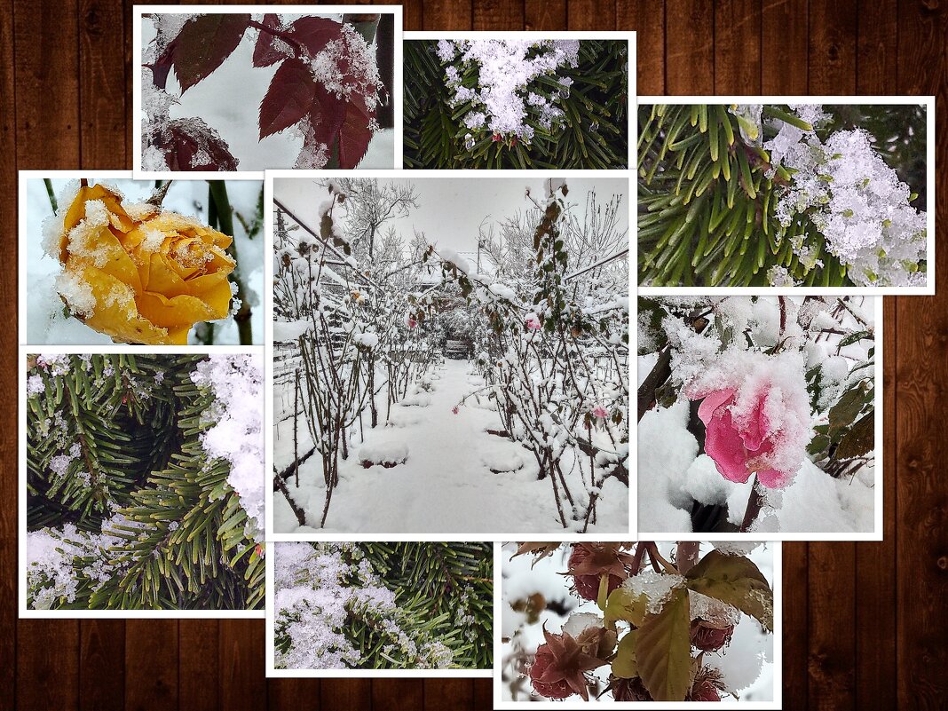Ледяное безмолвие: все цвета моего зимнего сада - Евгения Кобелева
