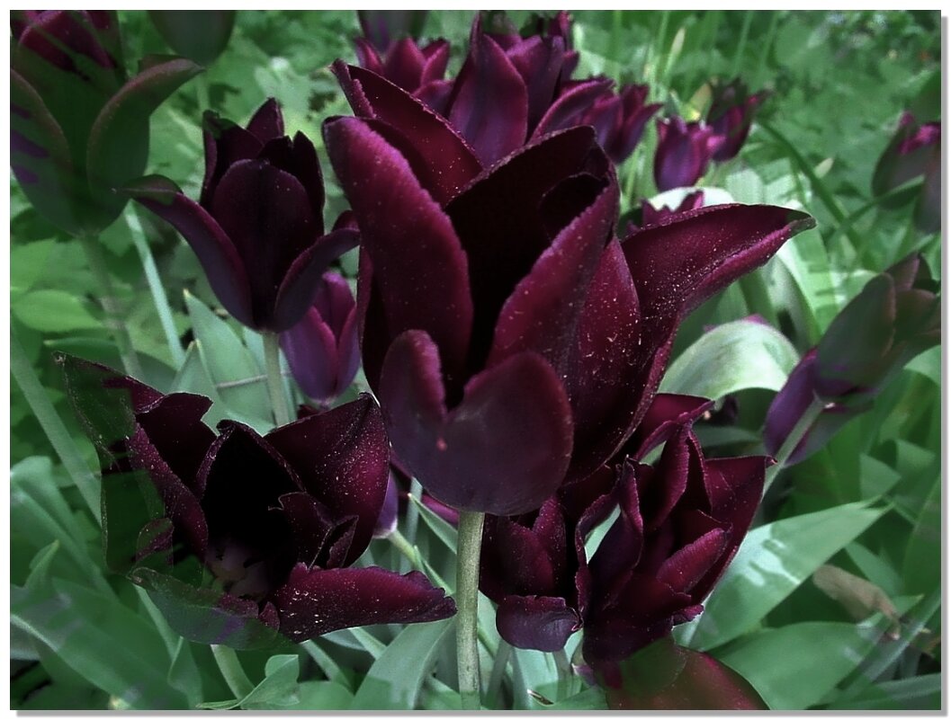 Черные тюльпаны - Ольга Довженко