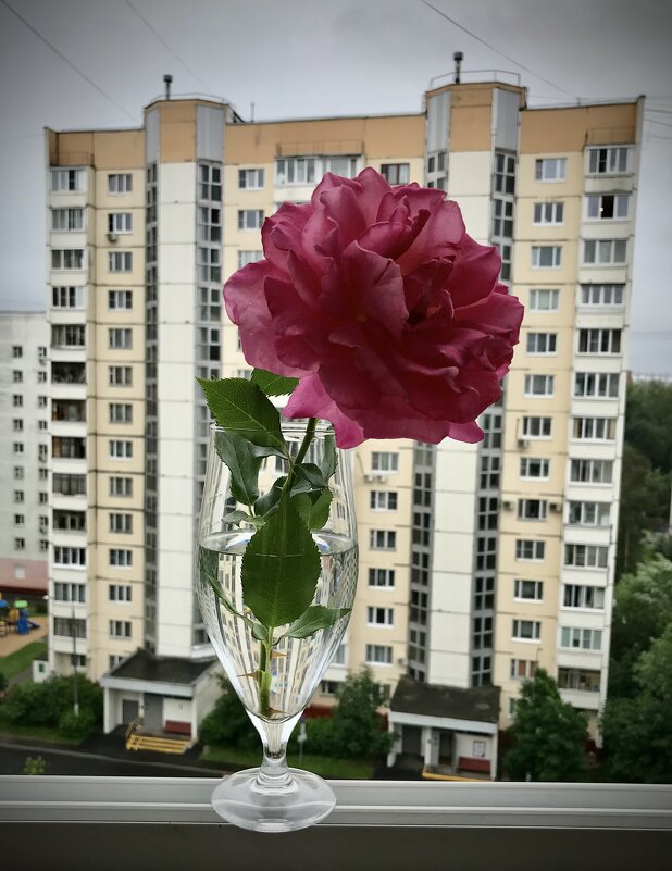 Роза во дворе. - Любовь 