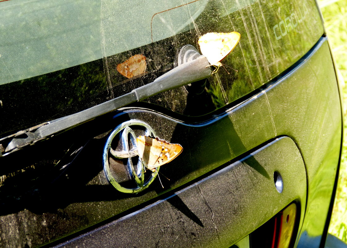 бабочки обживают моё авто...6 - Александр Прокудин