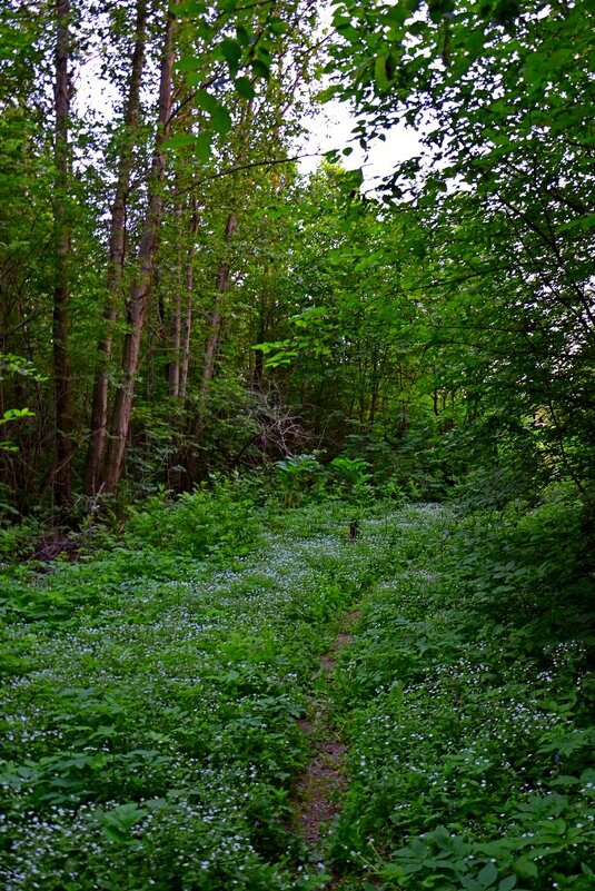 МОЯ ДЕРЕВНЯ, окрестности, дорожка до речки. - Виктор Осипчук