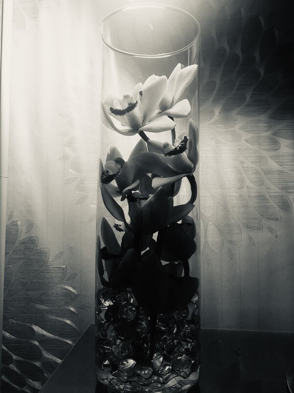 Орхидея - текила *