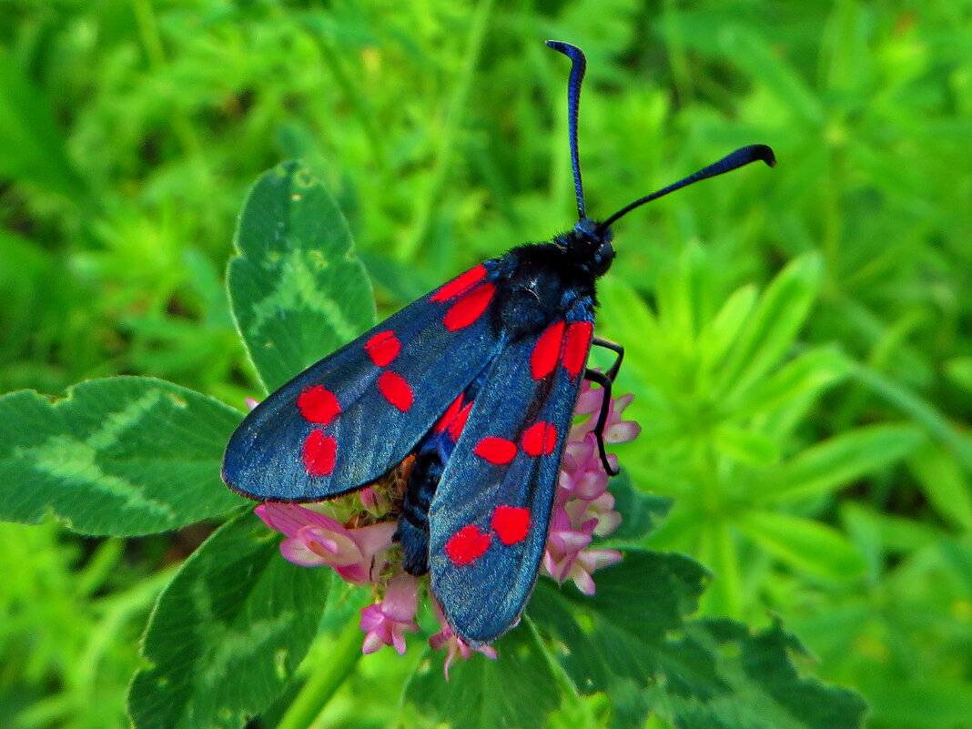 Пестрянка таволговая[1] (лат. Zygaena filipendulae) - vodonos241 