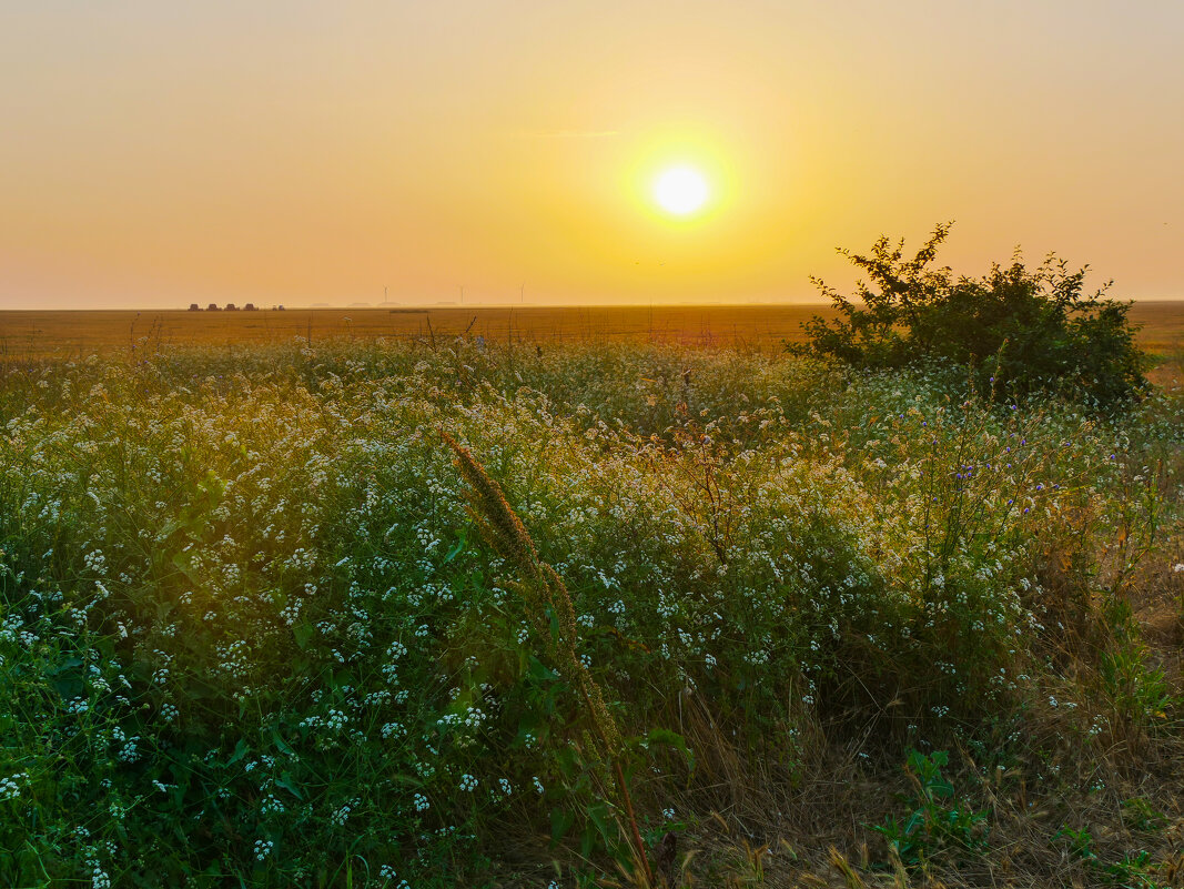 Летний восход солнца в крымской степи. - Андрей Козлов