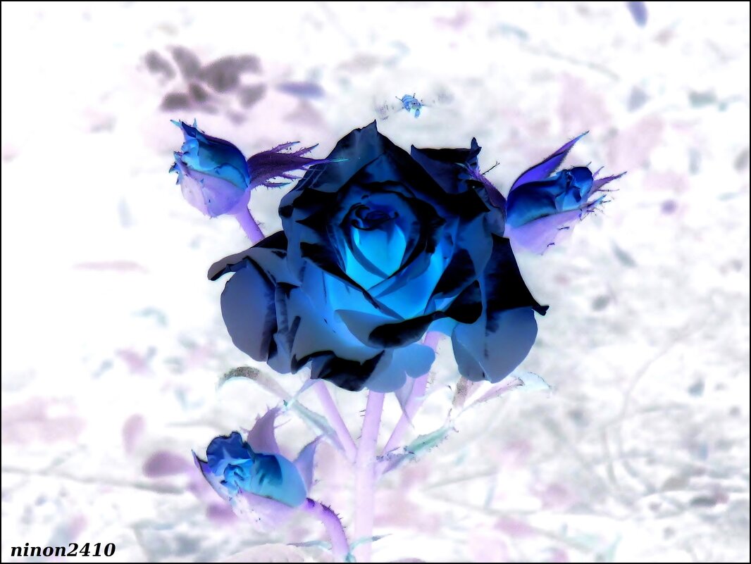 Голубая мечта цветовода - Нина Бутко