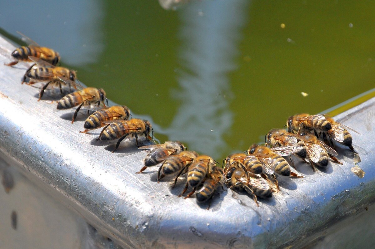 Пчёлы на водопое - Владимир Зыбин