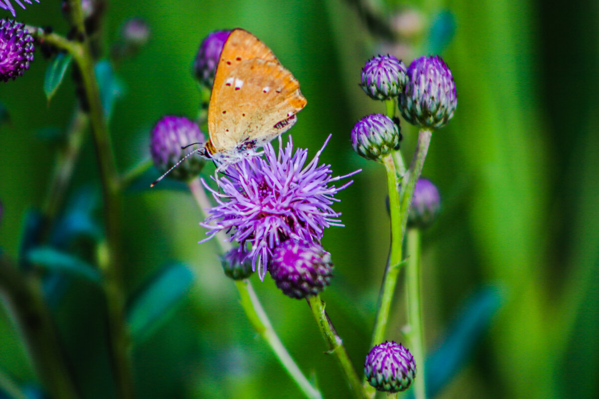 Цветок и бабочка - Денис Геранькин