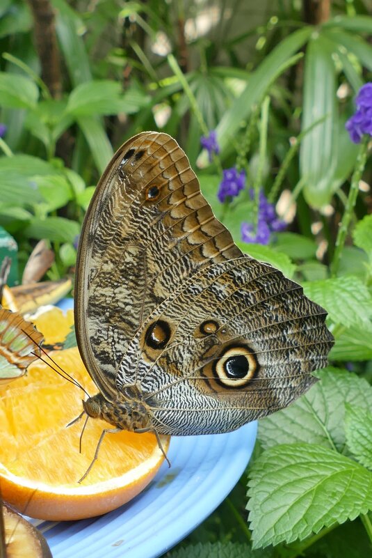 Одна из бабочек в оранжерее "Butterfly Conservatory" - Юрий Поляков