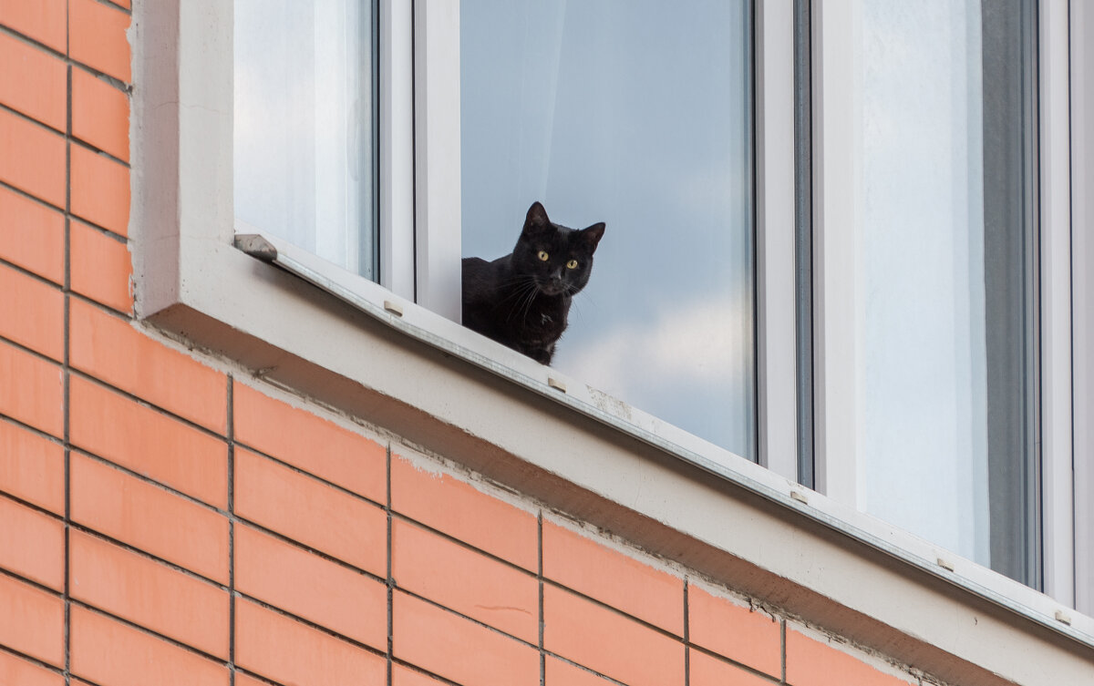 Чёрная кошка, выгляни в окошко... - Валерий Иванович