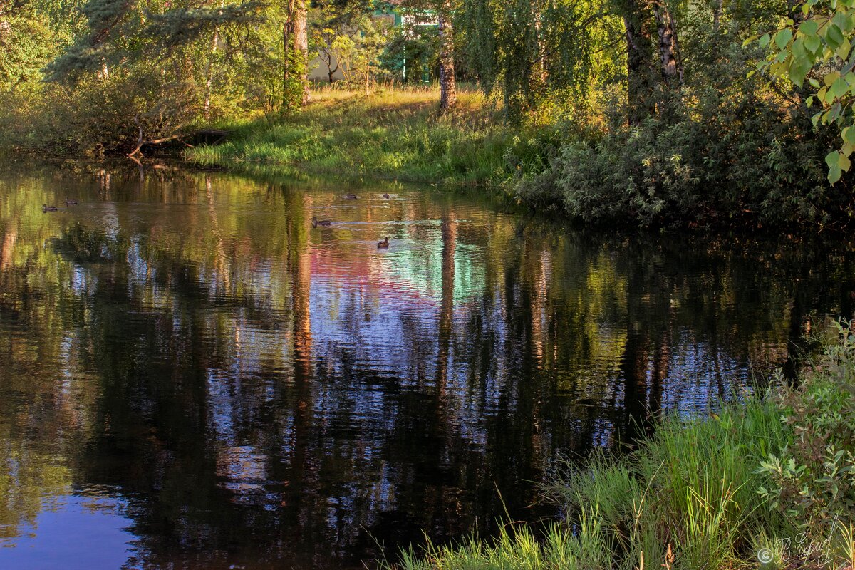 Зеркальное отражение летнего пейзажа в пруду - Владимир Ефимов
