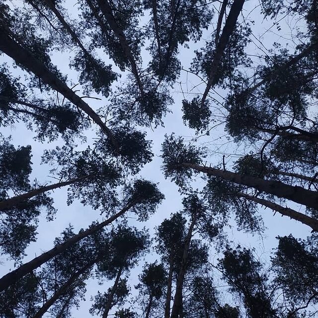 Деревья в лесопарке - Юлия Денискина