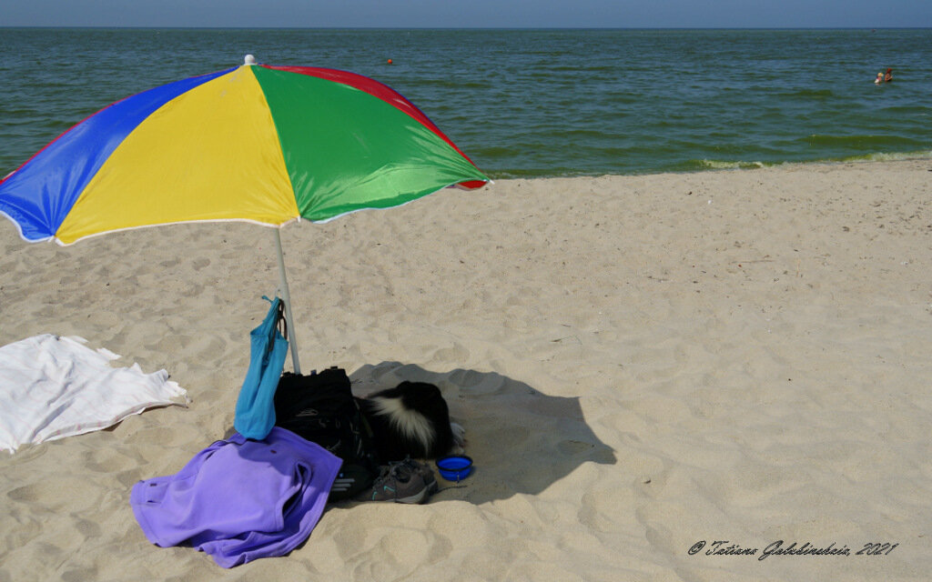 Sheltie Will: Лежу на "пляжу" - Tatiana Golubinskaia