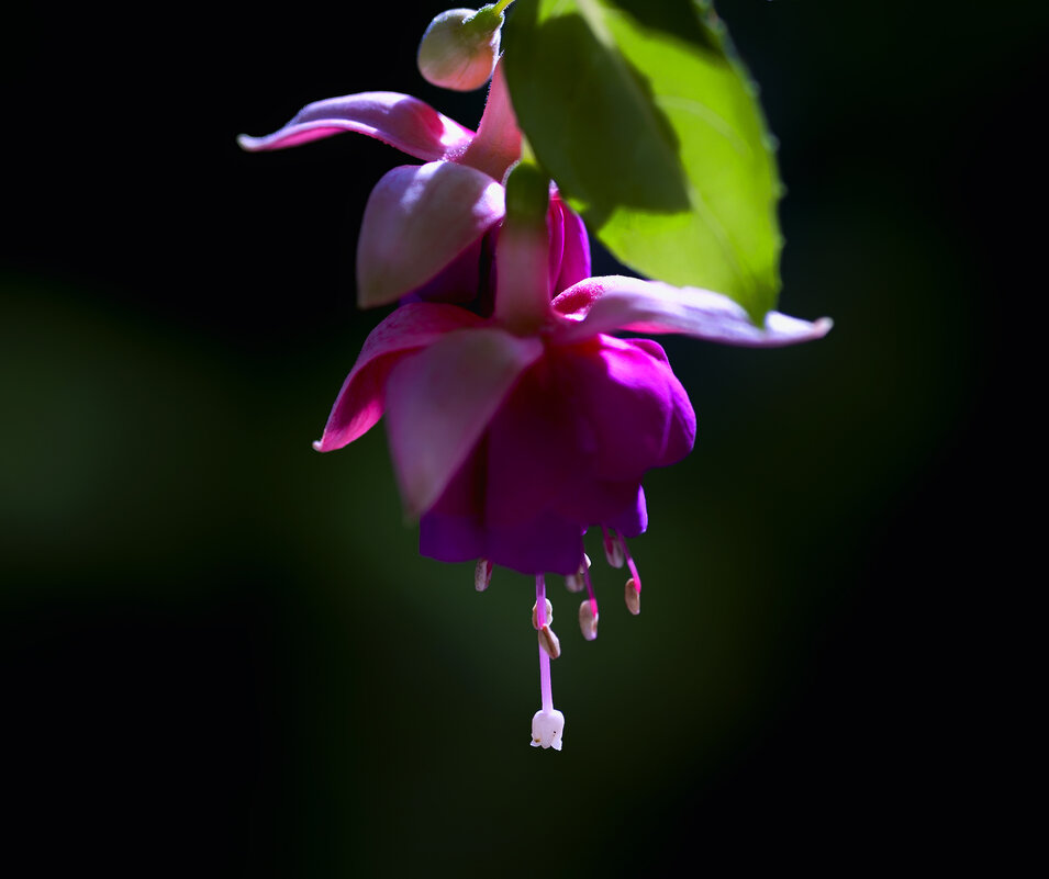 fuchsia - Zinovi Seniak