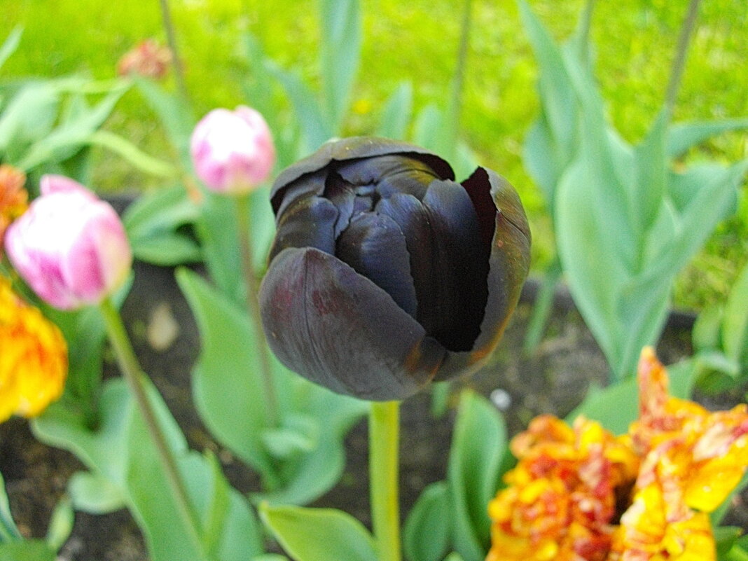 Чёрный тюльпан. - Лия ☼